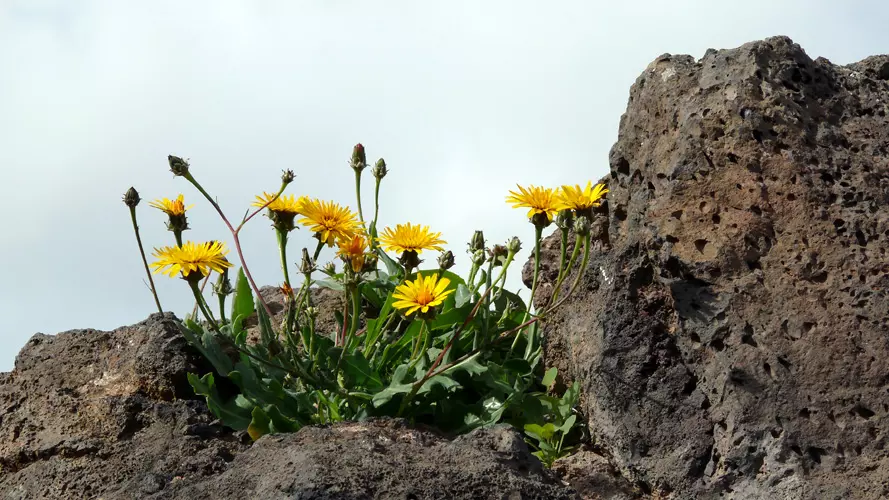 wsphoto Lanzarote