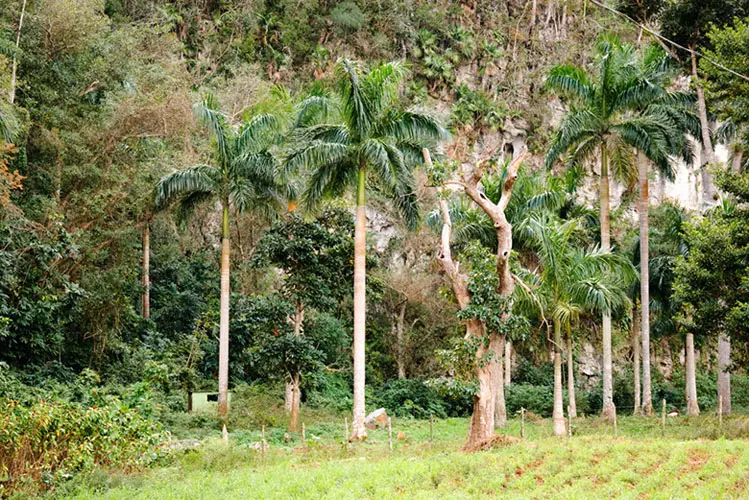 wsphoto Cuba